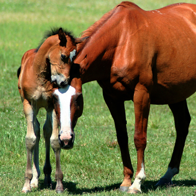 Horse and foal